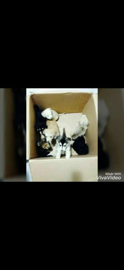 Welpen Bilder !-Beitrag-Bild