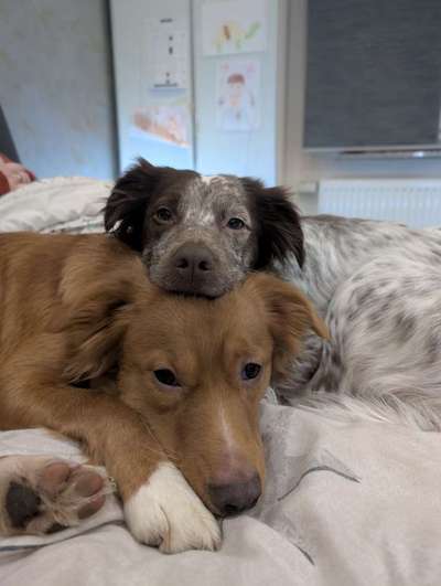 aktuelles Foto Gruppe Nova Scotia Duck Tolling Retriever