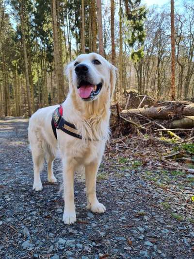 Hundetreffen-Spiel-und Gassitreffen mit Mila-Bild