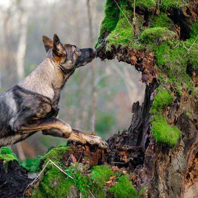 Hundetreffen-Spiel treffen-Bild