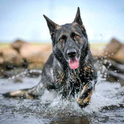 Hundetreffen-Luna sucht Spielgefährten-Bild