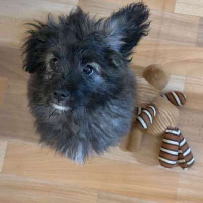 Hundetreffen-Welpentreffen-Bild