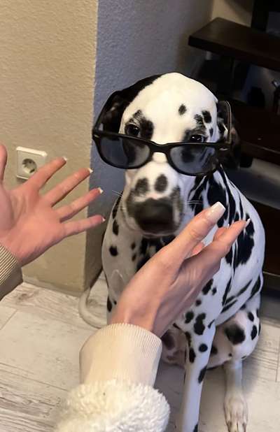 Wenn dein Hund dir eine WhatsApp schreiben könnte… 💬🐶-Beitrag-Bild