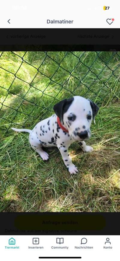 Rüde oder Hündin? Vor- und Nachteile?-Beitrag-Bild