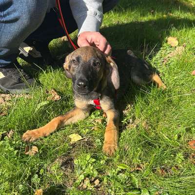 Hundetreffen-Spielrunde-Bild