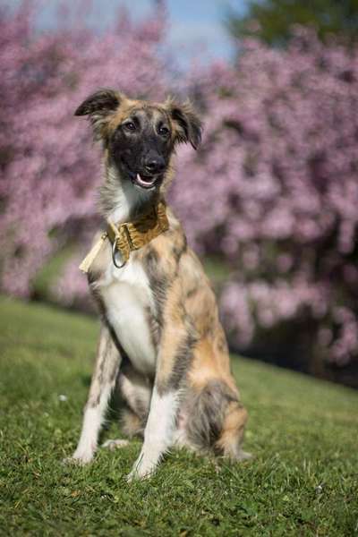 Die Dogorama Kalender Challenge Teil 3/4-Beitrag-Bild