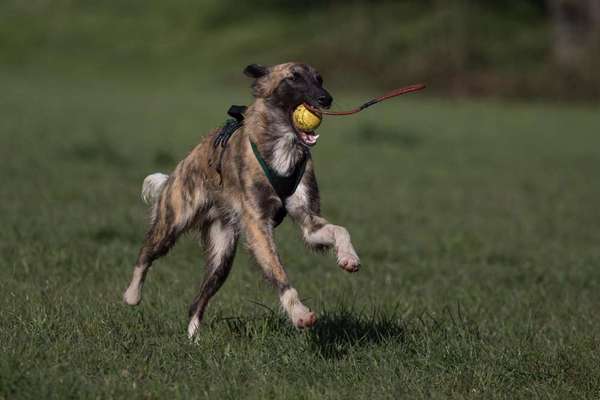 Windhundtreffen - PLZ-Beitrag-Bild