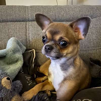 Hundetreffen-Jung Hund sucht sozialen Kontakt-Bild
