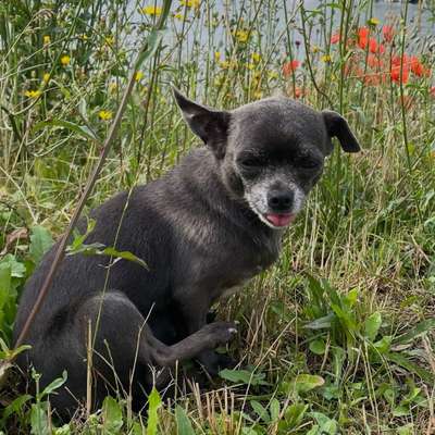 Hundetreffen-Gassirunde im Park oder in der Natur-Bild