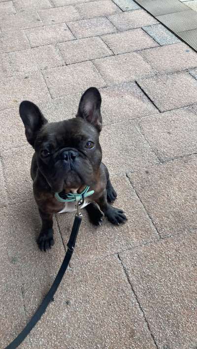 Hundetreffen-Social Walk-Bild