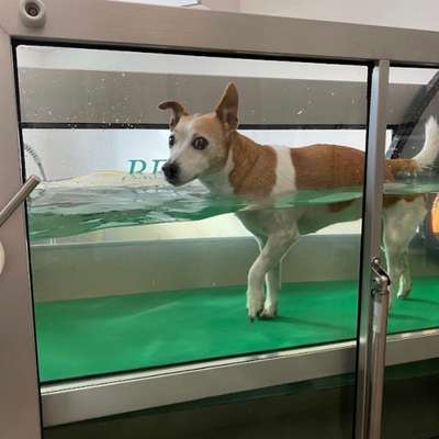 Hundefriseur Hundezentrum Gumzow in Penzlin  – Dogorama