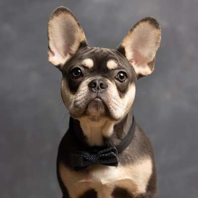 Hundetreffen-Gassi und Spielen / Neue "Freunde" gesucht-Bild