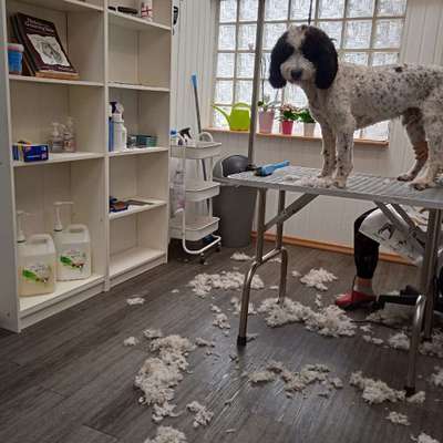 Perro de Aqua Espaniol-Beitrag-Bild