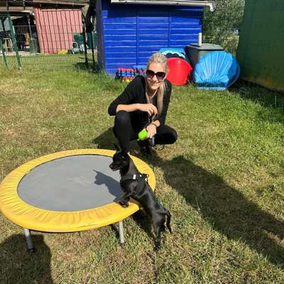 Hundetreffen-Chihuahua sucht jemanden zum kennenlernen