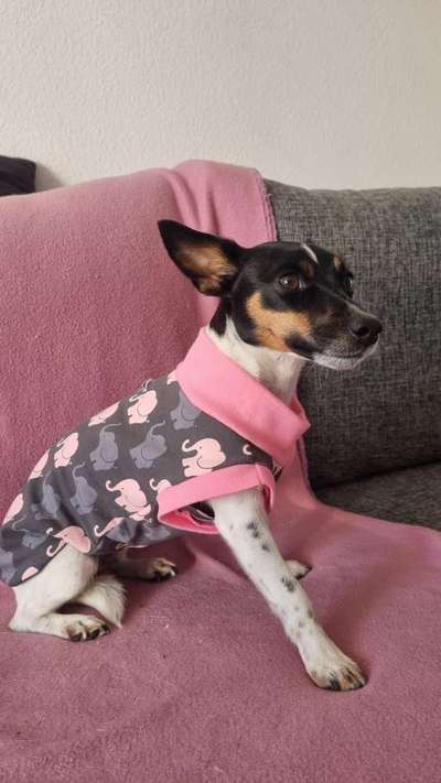 Schnittmuster für selbstgenähte Hundejacke gesucht-Beitrag-Bild