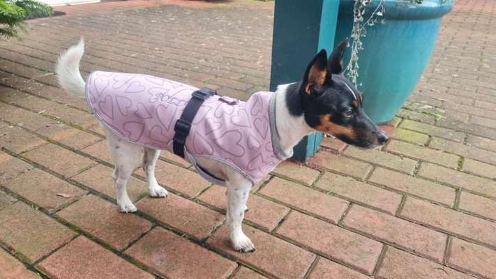 Schnittmuster für selbstgenähte Hundejacke gesucht-Beitrag-Bild