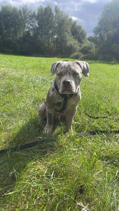 Hundetreffen-Wir suchen Hundefreunde für ein kontrolliertes Spiel-Bild