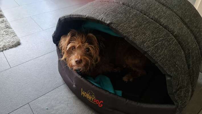 Die Dogorama Kalender Challenge Titelbild-Beitrag-Bild