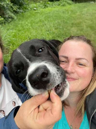 Hunde aus dem Tierschutz: Bulgarien-Beitrag-Bild