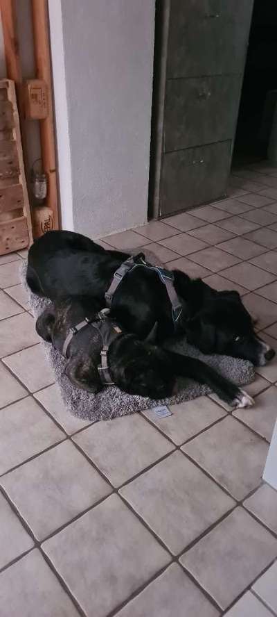 Sozialisation von großen und kleinen Hunden-Beitrag-Bild