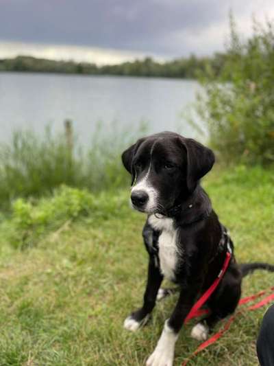 Deutsche Doggen Besitzer zeigt euch-Beitrag-Bild