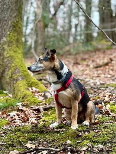 Hundetreffen-Hunderunde/Harkortberg Wetter-Bild