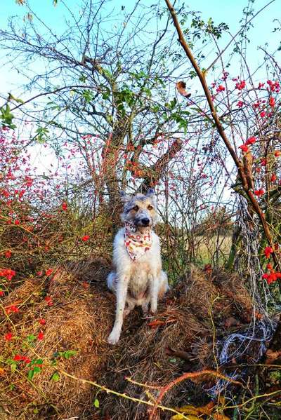 Foto Challenge 2 BEENDET 
Bitte aktuelle Challenge nutzen-Beitrag-Bild