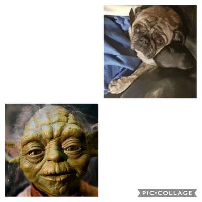 Bester Freund, Hundekumpel - zeigt her!-Beitrag-Bild