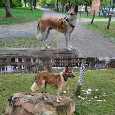 Ideen zur Rasse-Beitrag-Bild