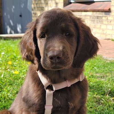 Hundetreffen-Welpenkontakt-Bild