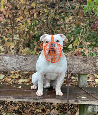 Wie sitzt mein Maulkorb / Maulkorb-Beratung-Beitrag-Bild