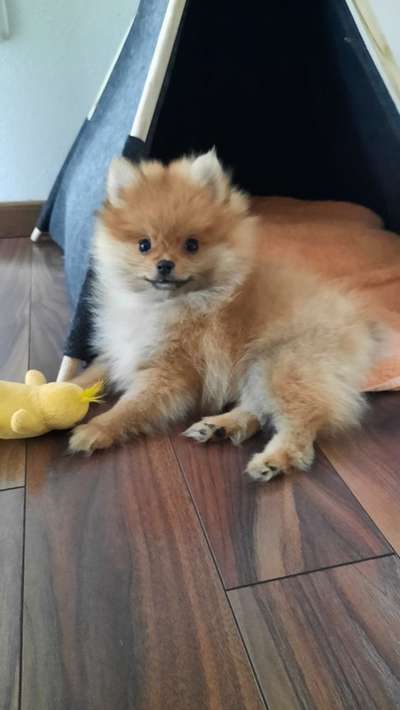 Dogorama Photo Challenge - Hundeblick zum hinschmelzen-Beitrag-Bild