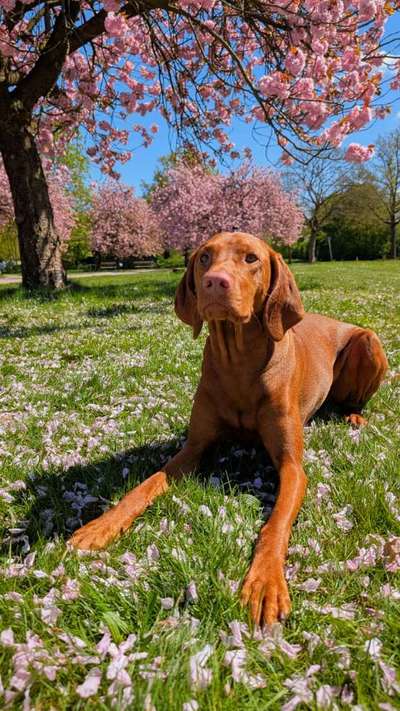 Hundetreffen-Gemeinsamer Spaziergang-Bild