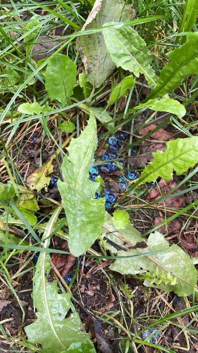 Giftköder-Blaue Kugeln am Wegrand-Bild