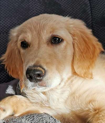 CHALLENGE NR. 19 - Der Hundeblick-Beitrag-Bild