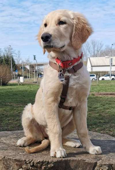 Wo sind die Golden Retriever Liebhaber?-Beitrag-Bild