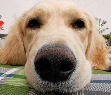 Zeigt her eure Hundenasen-Beitrag-Bild