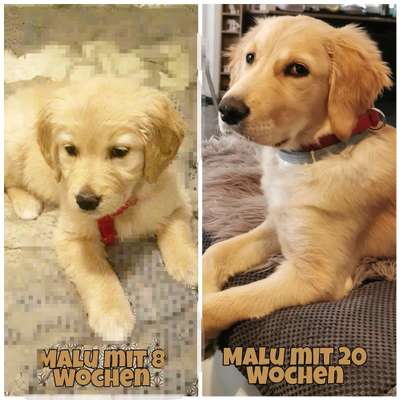 Als Welpen sind sie alle noch süßer-Beitrag-Bild