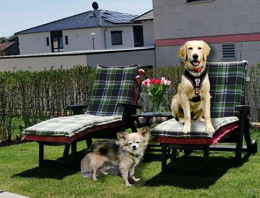 Photomontagen mit Hund-Beitrag-Bild