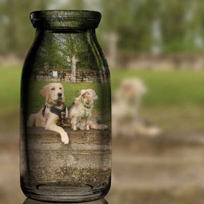 Photomontagen mit Hund-Beitrag-Bild
