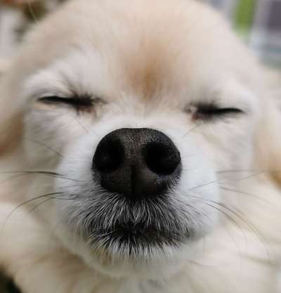 Zeigt her eure Hundenasen-Beitrag-Bild