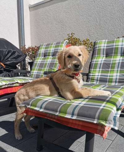 Challenge 23 : "  Euer Hund beim Frühlingserwachen "-Beitrag-Bild