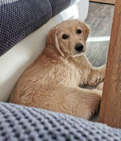 Welpen Bilder !-Beitrag-Bild