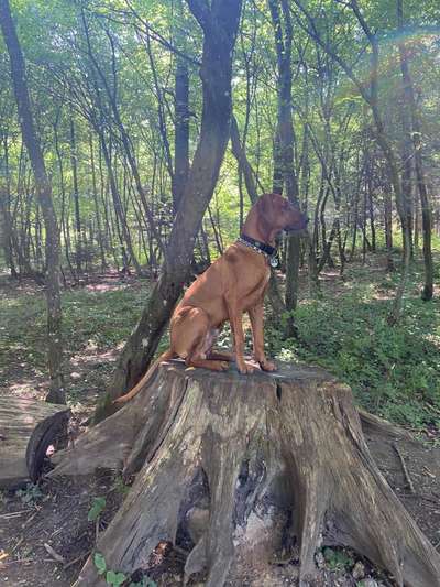 Hundetreffen-Junghunde in Germering (Spielen, Gassi, Training)-Bild