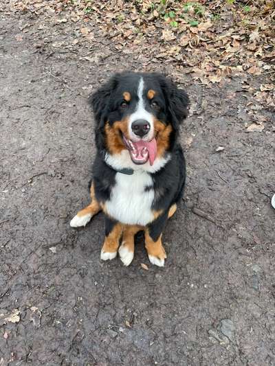 Berner Sennen-Beitrag-Bild