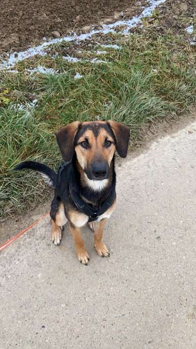 Mischlingshunde Foto Aufruf-Beitrag-Bild