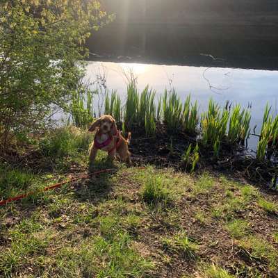 Hundetreffen-Cocker Spaniel treffen Hennigsdorf und Umgebung-Bild