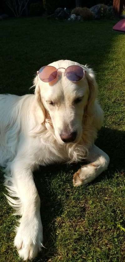 Wo sind die Golden Retriever Liebhaber?-Beitrag-Bild