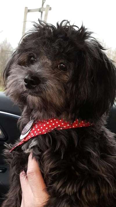 bolonka zwetna 😁-Beitrag-Bild