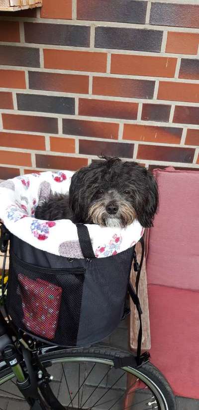 Rassen und ihre Eigenschaften-Beitrag-Bild